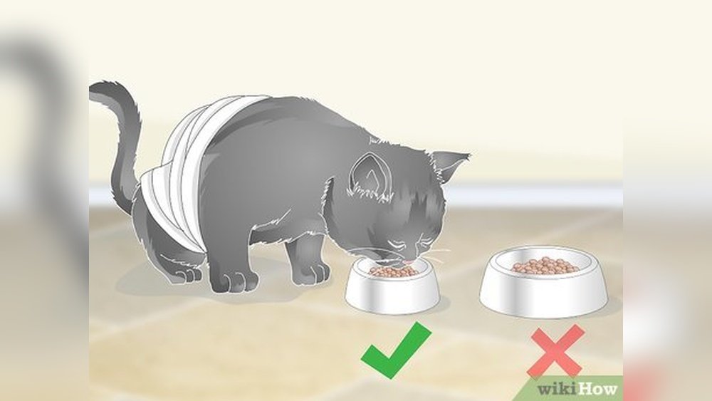 How to Get My Cat to Stop Throwing Up