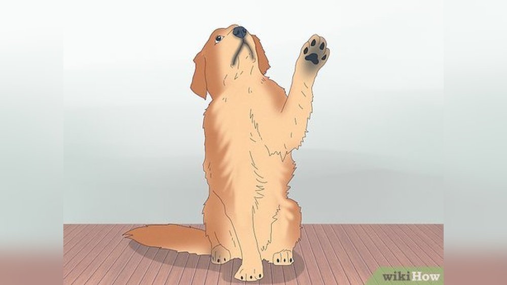 How to Get My Dog into Modeling