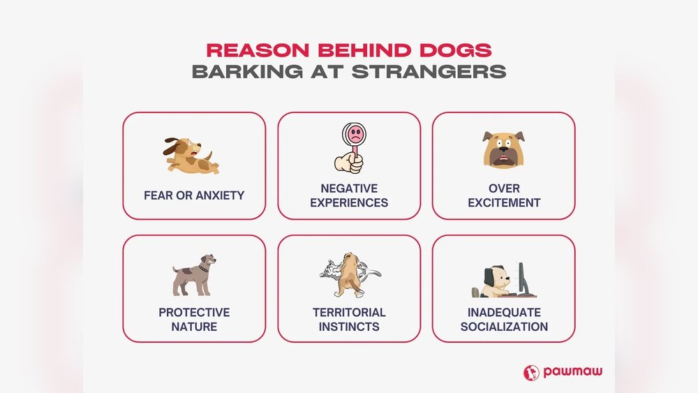 How to Get My Dog to Stop Barking at Strangers