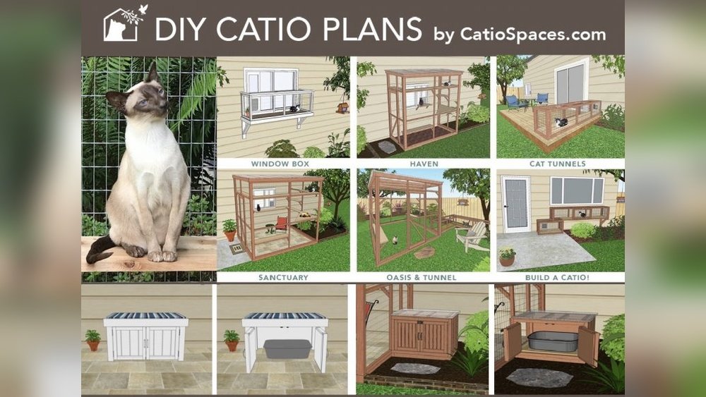 How to Get Outdoor Cat to Use Litter Box