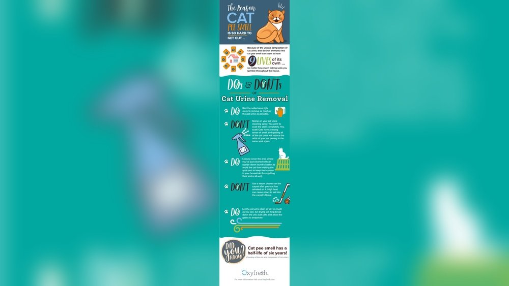 How to Get Rid of Cat Pee Smell on Carpet