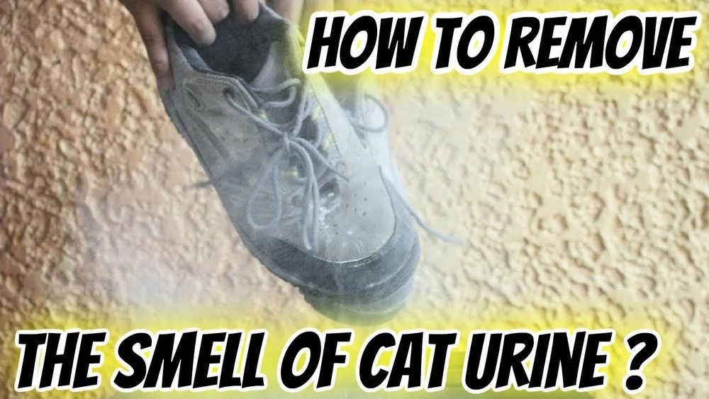How to Get Rid of Cat Pee Smell on Shoes