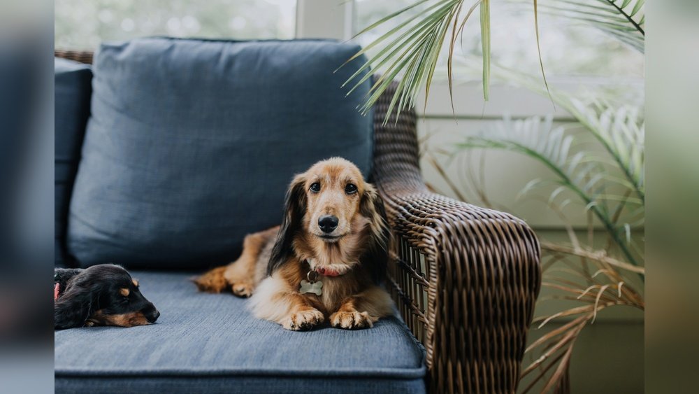 How to Get Rid of Dog Gland Smell on Furniture