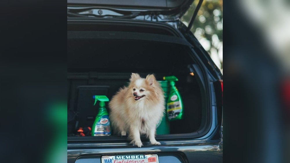 How to Get Rid of Dog Smell in Car