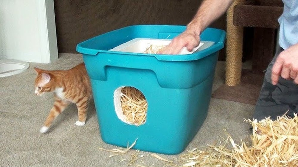 How to Get Stray Cat to Use Shelter