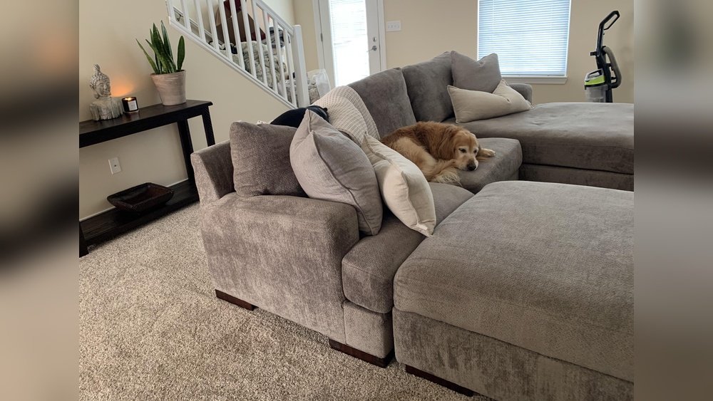 How to Get the Dog Smell Out of Furniture