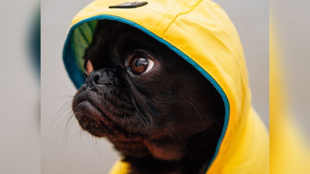 How to Get Your Dog into Modeling