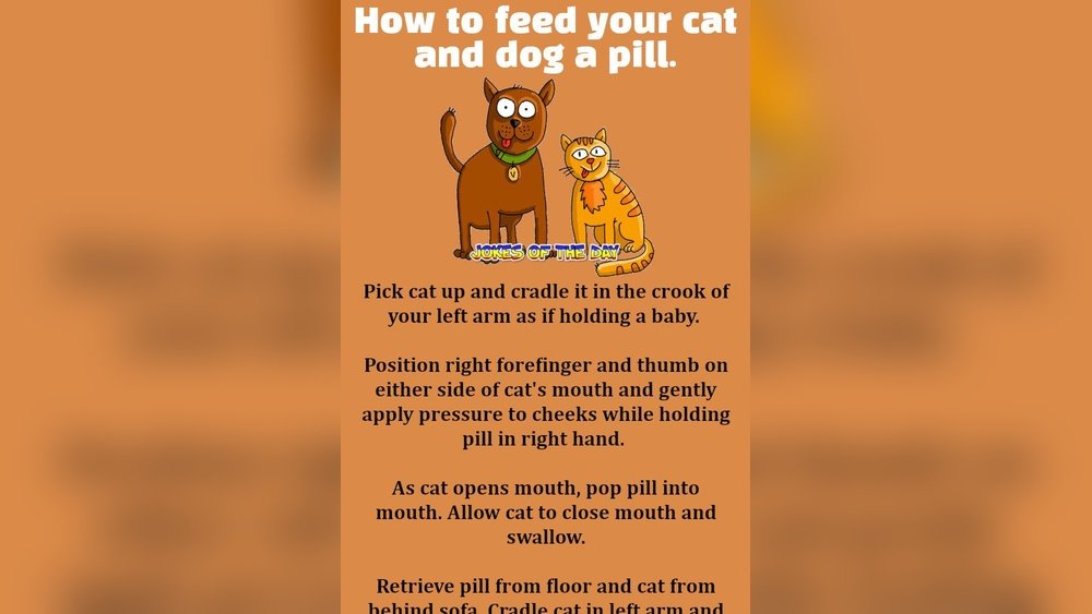 How to Give a Cat a Pill Funny