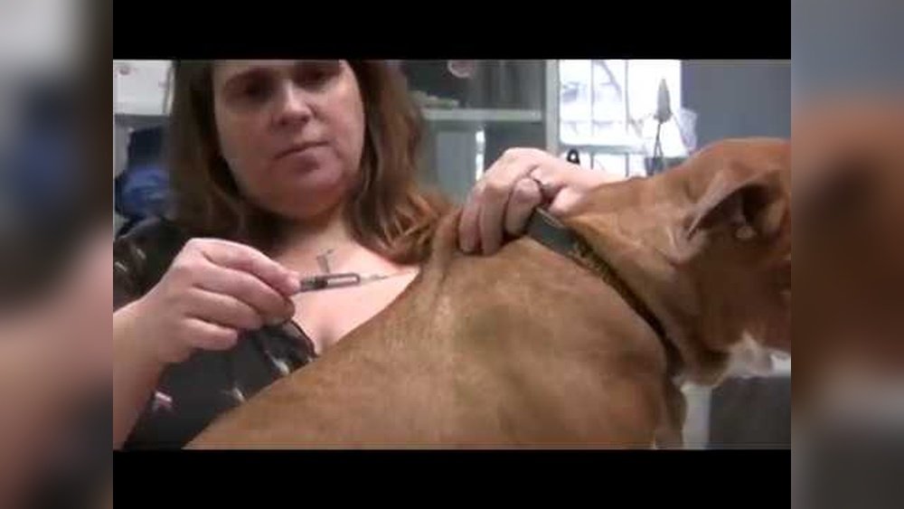 How to Give a Dog an Injection