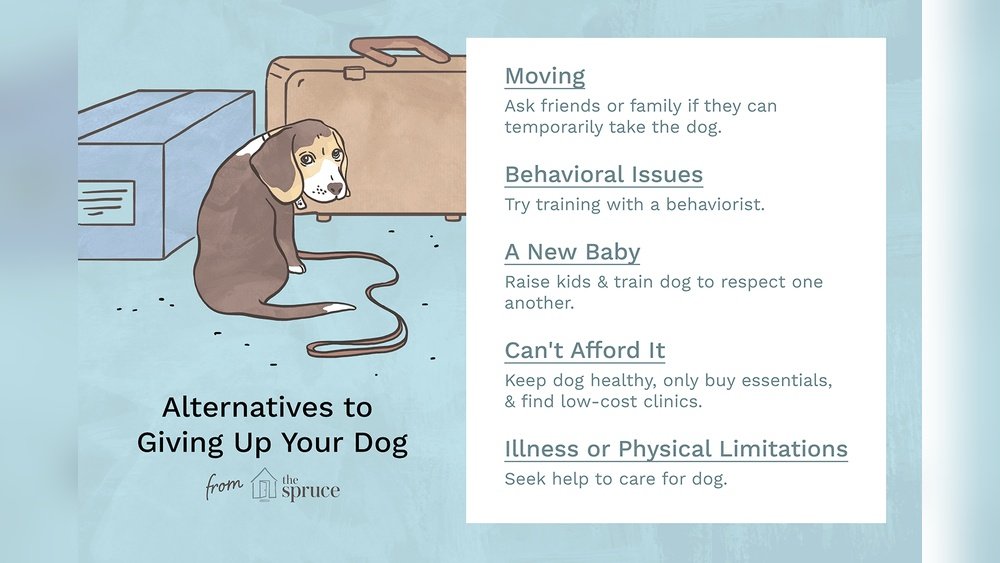 How to Give a Dog Up for Adoption