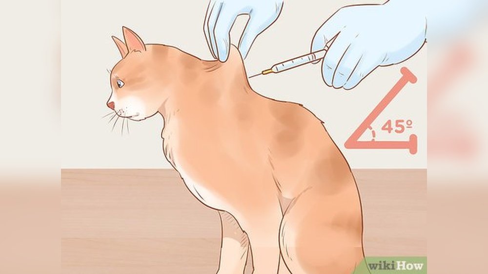 How to Give Insulin to a Cat