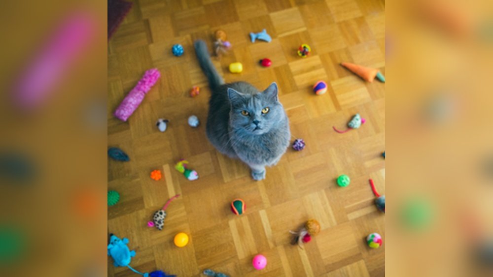 How to Keep a Cat Entertained While at Work