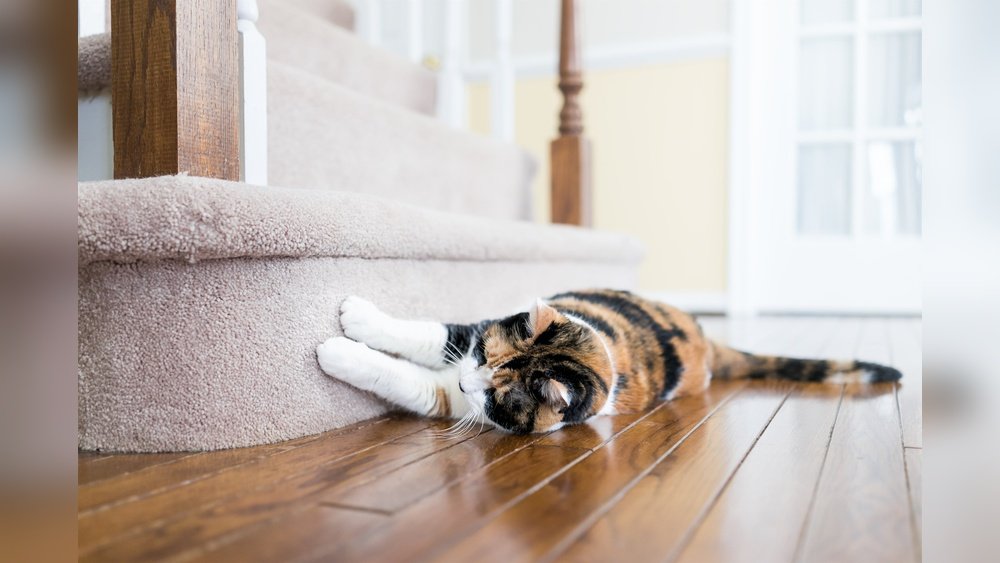 How to Keep a Cat from Scratching Leather Furniture