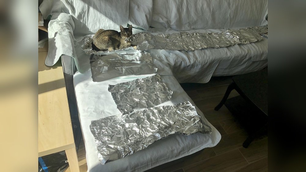 How to Keep a Cat off a Couch