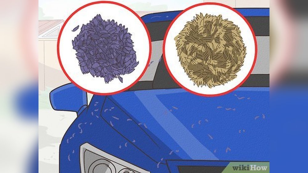 How to Keep a Cat off Your Car