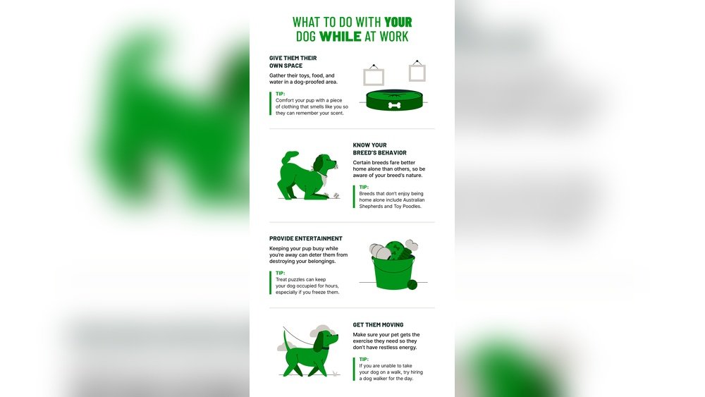 How to Keep a Dog Entertained While at Work