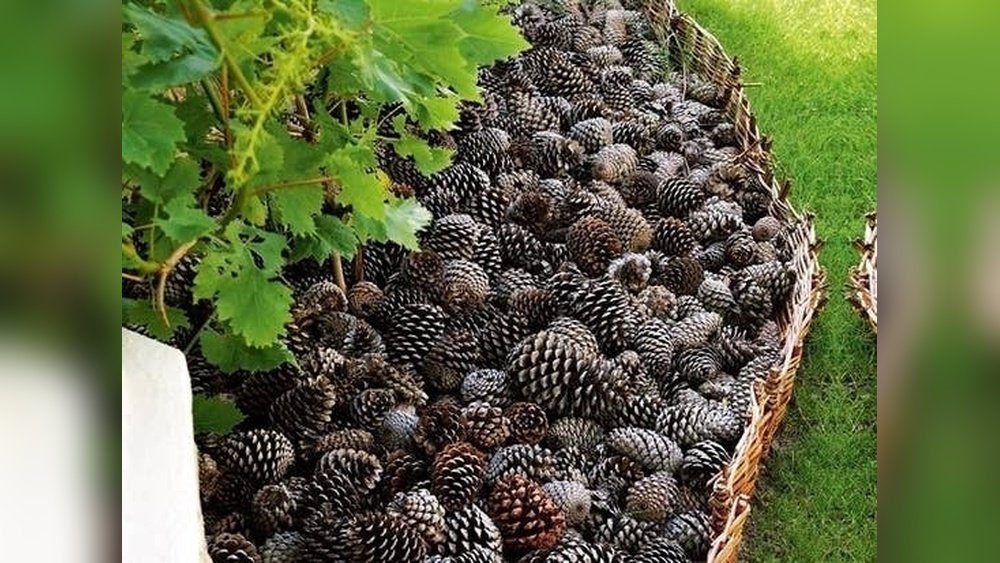 How to Keep a Dog Out of the Flower Bed