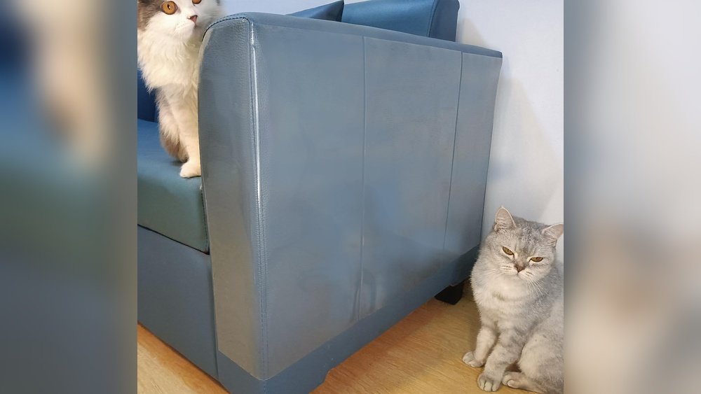 How to Keep Cat from Scratching Leather Couch