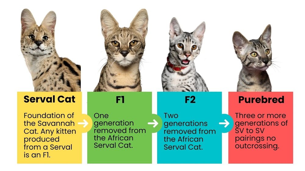 How to Keep F7 Savannah Cat Entertained