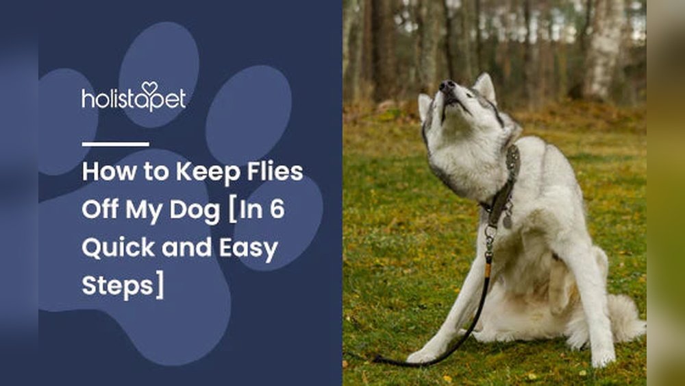 How to Keep Flies off of a Dog