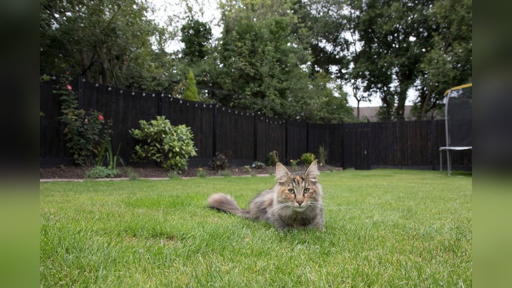 How to Keep My Cat from Running into the Backyard