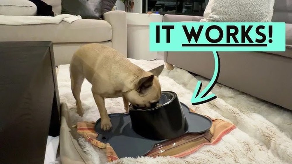 How to Keep the Dog from Peeing on the Carpet