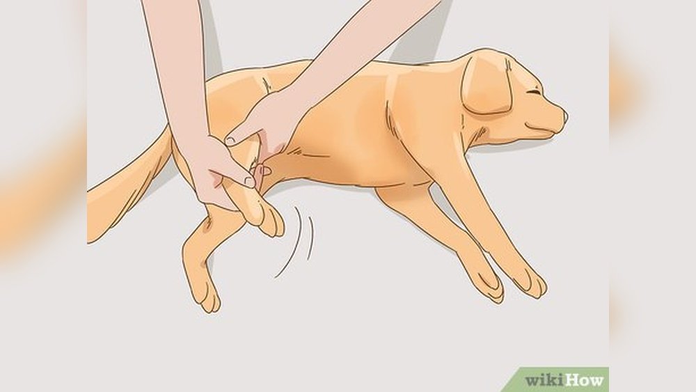 How to Lift a Dog With a Broken Pelvis