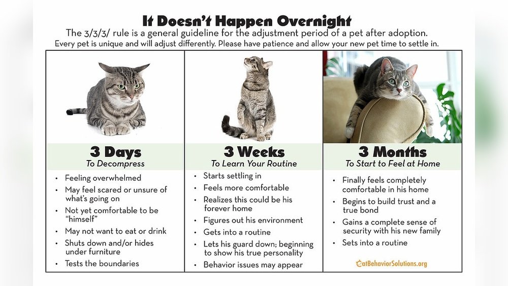 How to Make a New Cat Comfortable