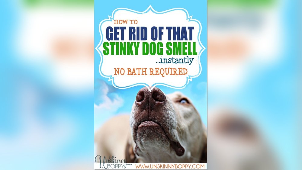 How to Make My Dog Smell Better Without a Bath