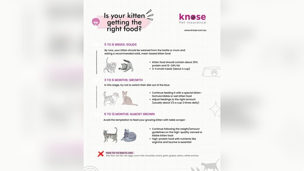 How to Make Your Cat More Affectionate