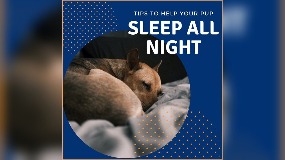How to Make Your Dog Sleep Through the Night