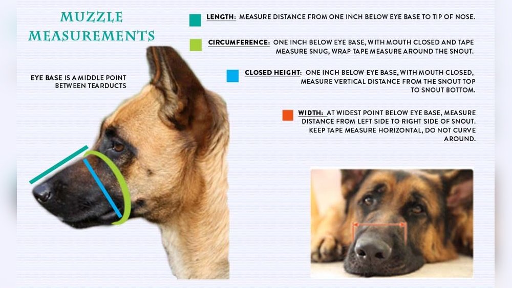 How to Measure Muzzle for Dog
