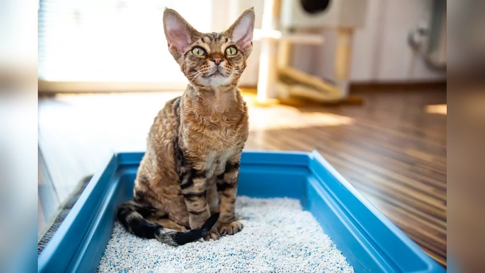 How to Move Cat Litter Box
