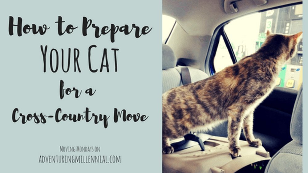 How to Move With a Cat Across Country