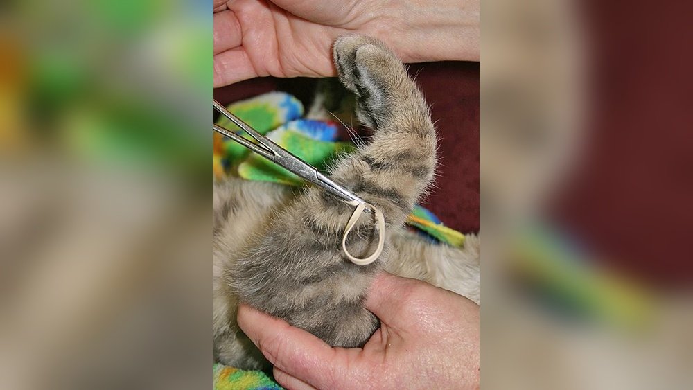How to Neuter a Cat at Home With Rubber Band