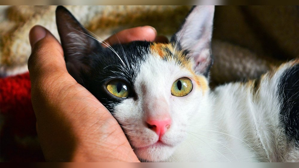 How to Put a Cat Up for Adoption