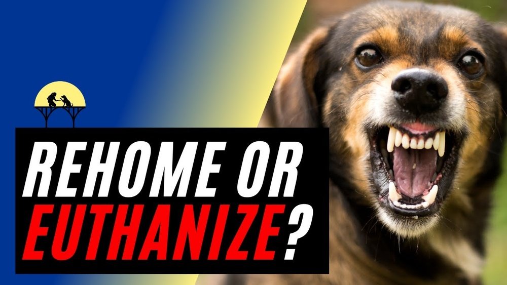 How to Rehome an Aggressive Dog