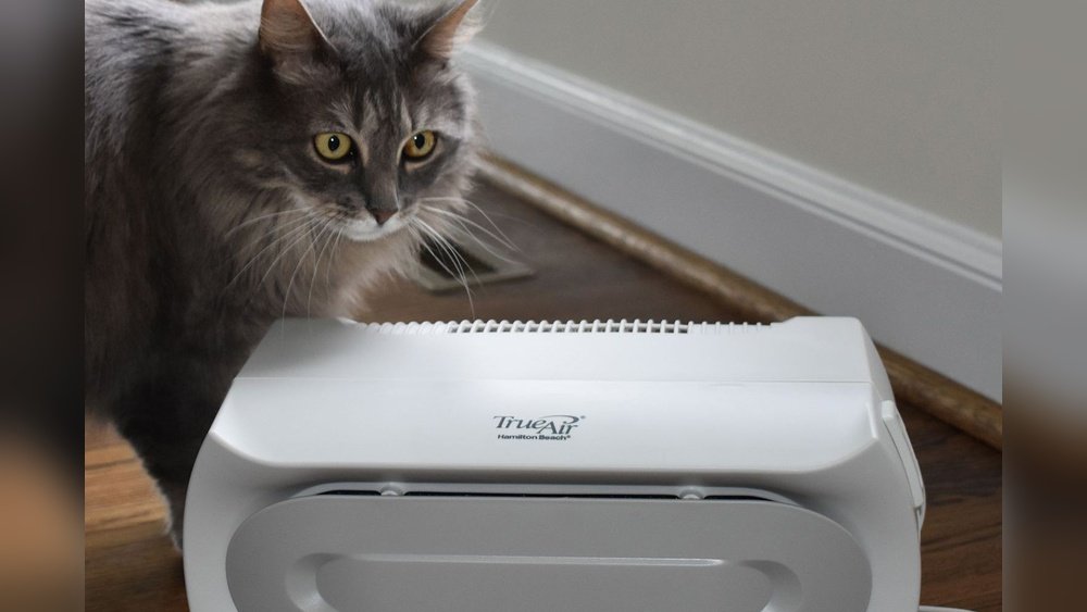 How to Remove Cat Hair from Air