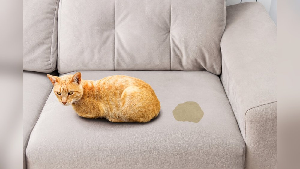 How to Remove Cat Urine from Sofa
