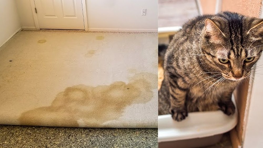 How to Remove Cat Urine Smell from Rug