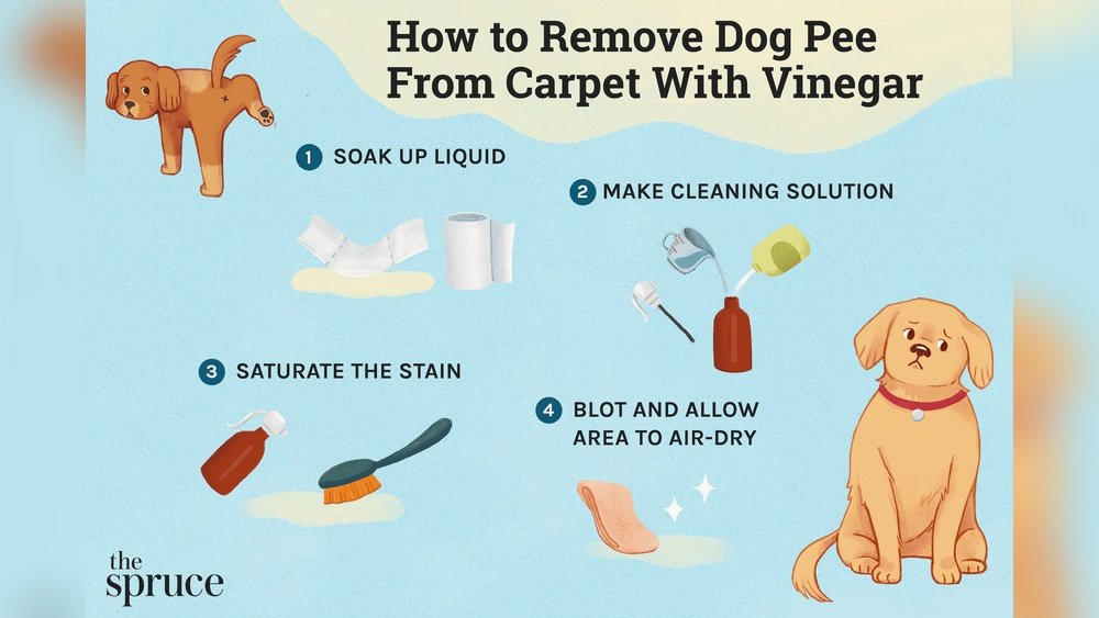 How to Remove Dog Pee from Couch