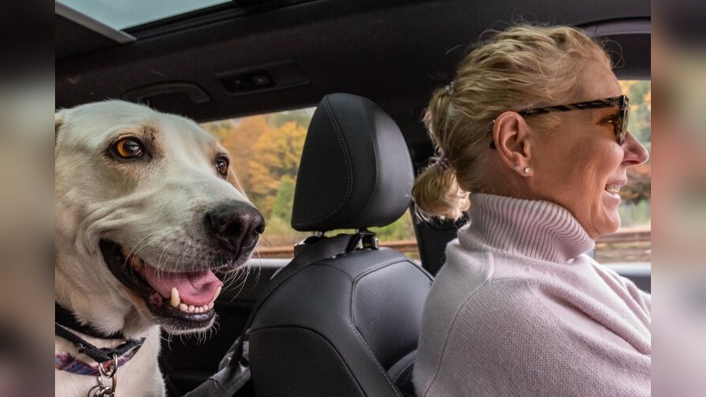 How to Remove Dog Smell from Car