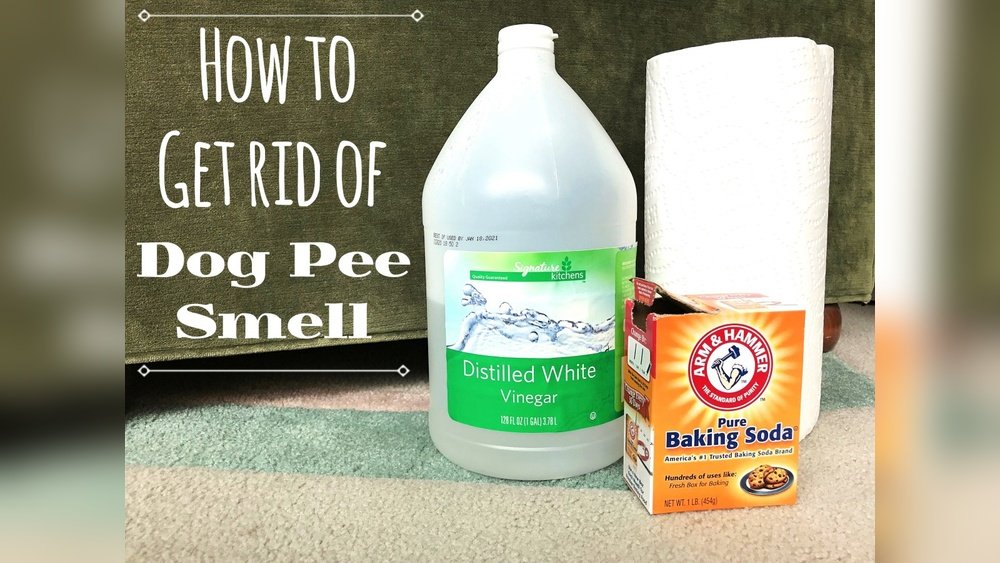 How to Remove Dog Smell from Carpet
