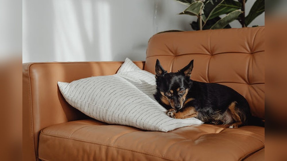 How to Remove Dog Smell from Sofa