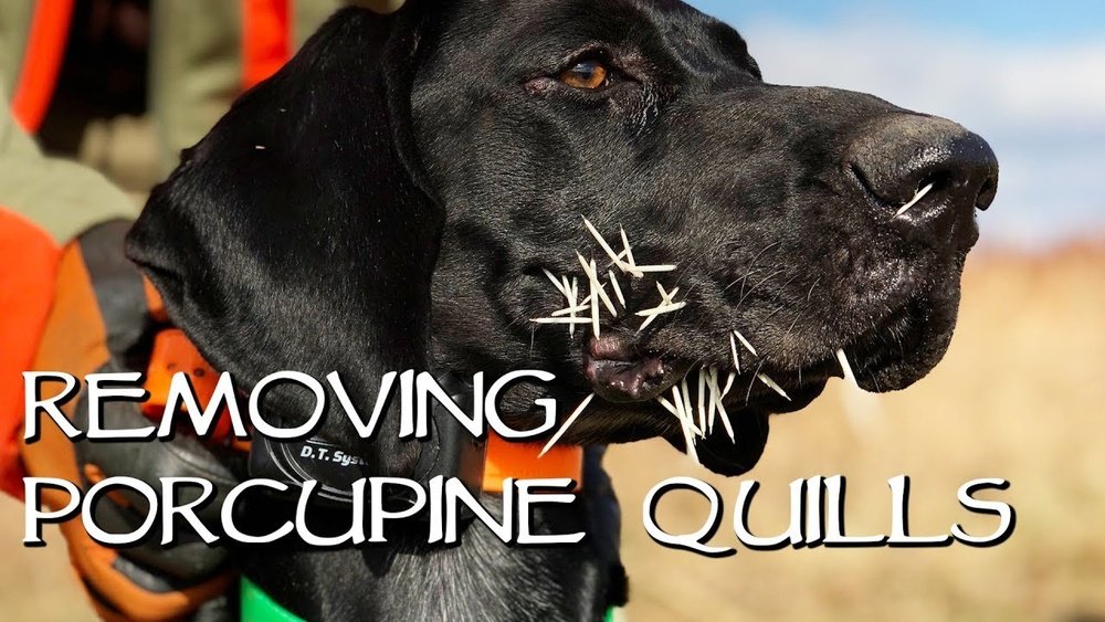 How to Remove Porcupine Quills from a Dog