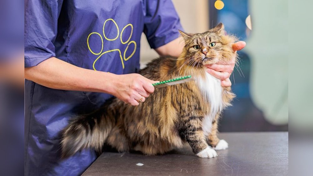 How to Sedate a Cat for Grooming at Home
