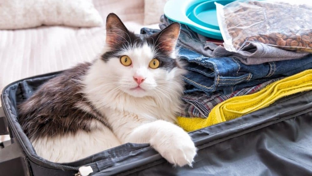 How to Sedate a Cat for Travel