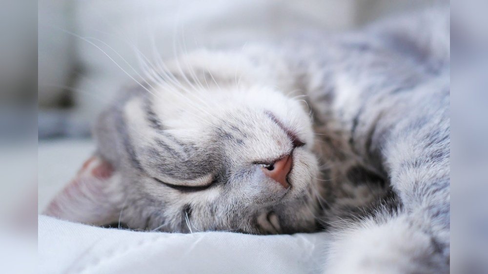 How to Sedate Cat for Travel