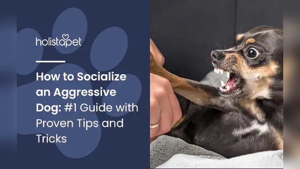 How to Socialize an Aggressive Dog