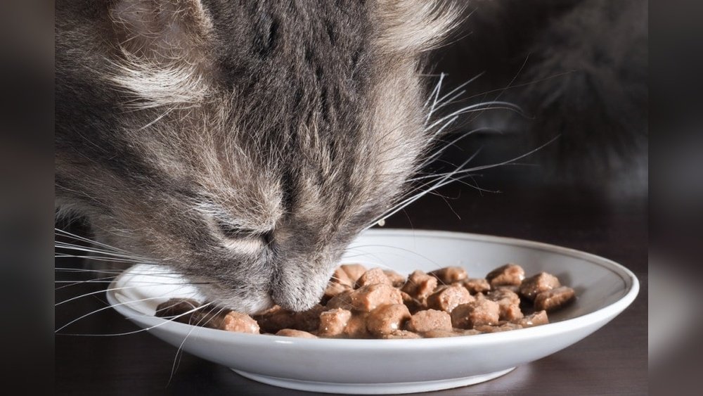 How to Soften Hard Cat Food